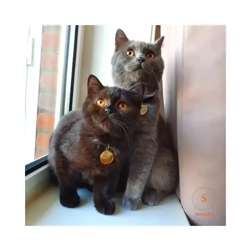 QR-code katten of honden