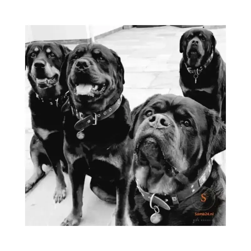 Honden penning graveren Hondenpenning laten graveren adrespenning met naam en telefoonnummer